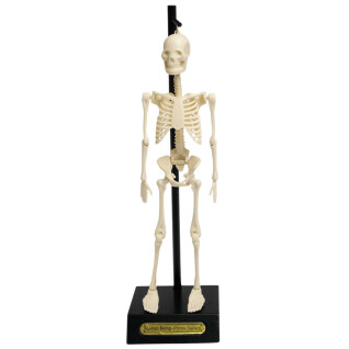 Anatomisk skelettmodell Rex London