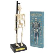 Anatomisk skelettmodell Rex London
